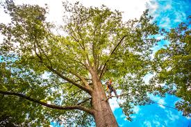 Professional Tree Care in Muniz, TX