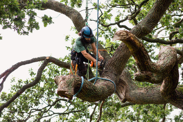 How Our Tree Care Process Works  in  Muniz, TX